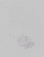 EMAGE:14789