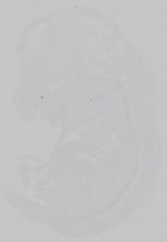 EMAGE:14797