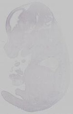 EMAGE:14801