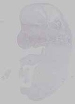 EMAGE:14820
