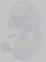 EMAGE:14821