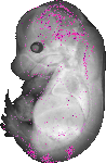 mouse atlas EMAGE spatial in situ gene expression database None