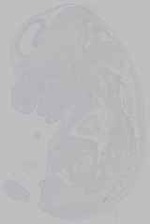 EMAGE:14834