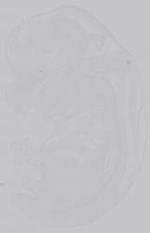 EMAGE:14841