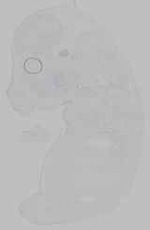 EMAGE:14852