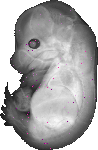 mouse atlas EMAGE spatial in situ gene expression database None