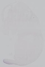 EMAGE:14861