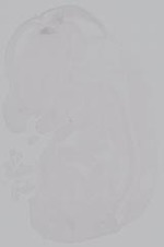 EMAGE:14868