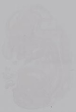 EMAGE:14869