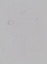 EMAGE:14870