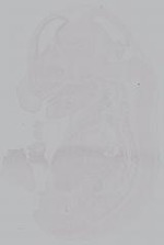 EMAGE:14871