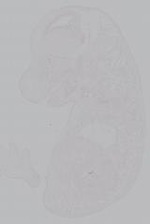 EMAGE:14871