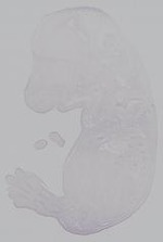 EMAGE:14871