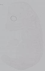 EMAGE:14871