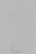 EMAGE:14885