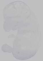 EMAGE:14894