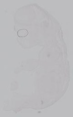 EMAGE:14894