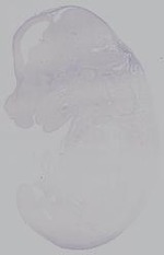 EMAGE:14901