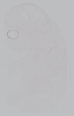 EMAGE:14902