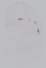 EMAGE:14902
