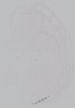 EMAGE:14902