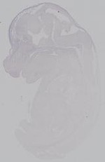 EMAGE:14902