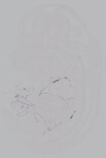 EMAGE:14904