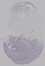 EMAGE:14904