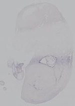 EMAGE:14904