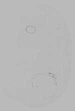 EMAGE:14904
