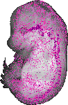 mouse atlas EMAGE spatial in situ gene expression database None