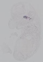 EMAGE:14907