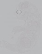 EMAGE:14917