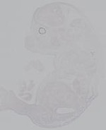 EMAGE:14917