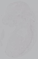 EMAGE:14920