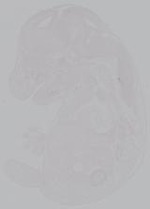 EMAGE:14926