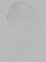 EMAGE:14932