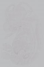 EMAGE:14933