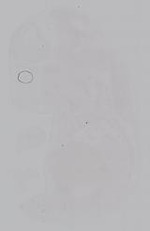 EMAGE:14934