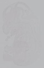 EMAGE:14936