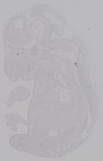 EMAGE:14937