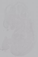 EMAGE:14937