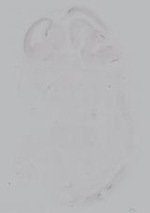 EMAGE:14938