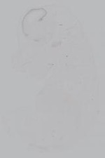 EMAGE:14938