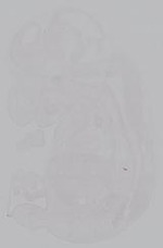 EMAGE:14939