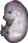 mouse atlas EMAGE spatial in situ gene expression database None