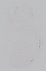 EMAGE:14942