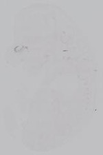 EMAGE:14942