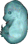 EMAGE:14952