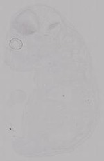 EMAGE:14952
